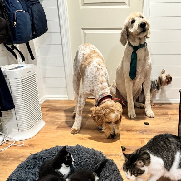 LIVE SHOW FLYER - Picture 16 of 16